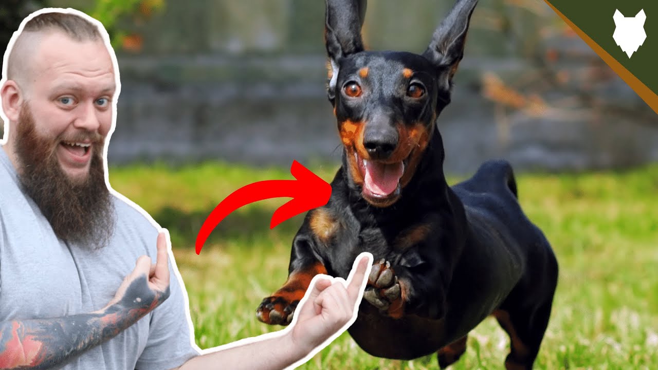 Watch video BEST PRODUCTS FOR YOUR DACHSHUND Now BEST PRODUCTS FOR YOUR DACHSHUND