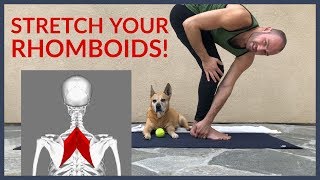 Stretch for Upper Back Pain (Rhomboid Pain) with Antranik