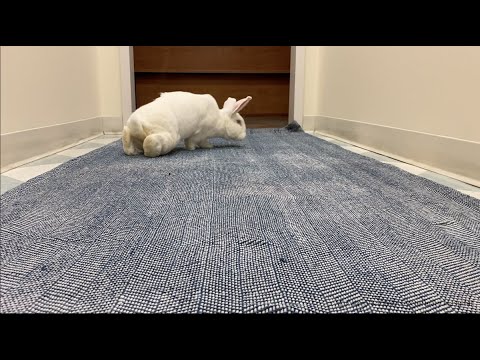 YouTube video about: How many legs does a rabbit have?