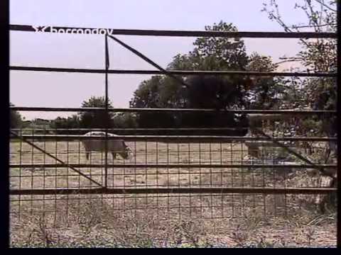 Teletubbies - Our Pig Winnie (Czech Republic)