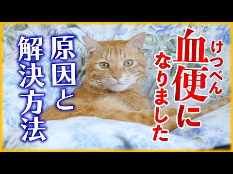 猫の糞便に血が混じる:原因と考えられる病気