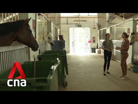 Turf Club closure: Bukit Timah Saddle Club may have to relocate, months after moving to Kranji