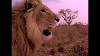 IRON LION ZION - BOB MARLEY AND THE WAILERS (Songs of Freedom 1992)