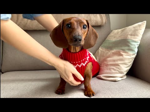 Mini dachshund gets a new homemade sweater for Christmas!