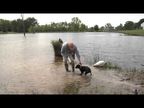 Wildrose Retriever Training Tips: Introducing Your Dog to Water