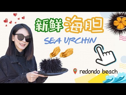 【litocarrie探店】洛杉矶Sea Urchin活海胆初体验 | 是一口大海的味道还是好吃的冒泡泡?
