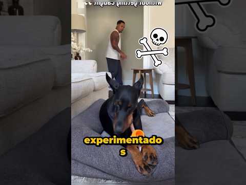 Quería comprobar si sus tres perros dóberman eran buenos guardianes #animals #perros