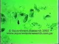 Rife Science Killing Paramecium