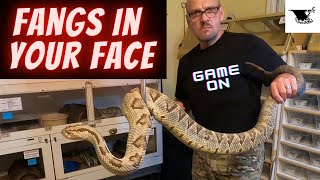 How-To: New Baby Rattlesnakes THRIVE | Fangs in Your Face Feeding Strikes