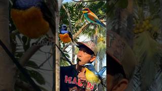Download lagu HOW TO IMITATE BIRD SOUNDS USING LEAVES #viral #like #trending #birds #chirping birds #magpie robins mp3 Download lagu HOW TO IMITATE BIRD SOUNDS USING LEAVES #viral #like #trending #birds #chirping birds #magpie robins mp3