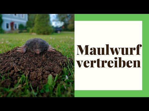 How to get rid of moles from your garden