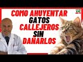 🔴 Cómo Ahuyentar Gatos Callejeros de Casa y del Jardín sin Lastimarlos 🔴 con Repelentes para Gatos