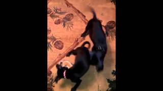 Dolly &amp; Gretchen Puppies 11 29 15 Passion 4 Paws