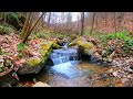 Relaxing Waterfall Sound in a beautiful Forest - Meditate with Nature Ambience Nature Sound Video