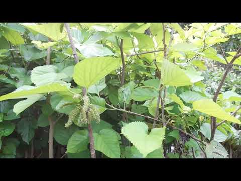 #thar/lohit/mulberry/shahtoot/plant 9576382000 , ICAR-CIAH , BIKANER  #shahtootkapaudha fruit plant