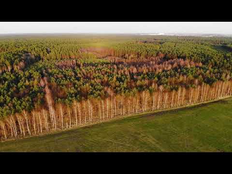 Żubry w Wielkopolsce na skraju Puszczy Noteckiej | Popowo koło Wronek | 4K | 11.04.2021