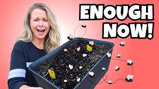 I Tried Everything for Fungus Gnats… This Finally Fixed It