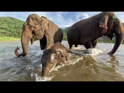Baby Elephant Pyi Mai And Her First Time In The River - ElephantNews