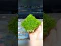 How To Grow & Propagate Moss For Terrariums!