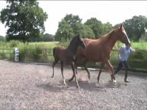 Rare Painted Black 2012 Colt