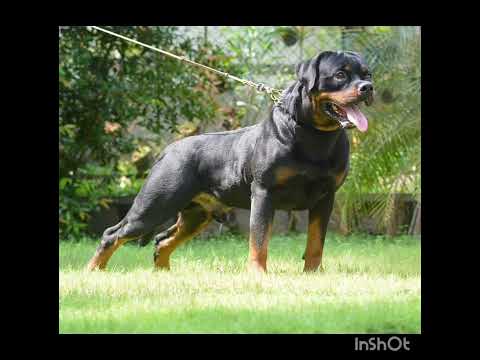 Roopika's LUCAS 🔥🔥🔥