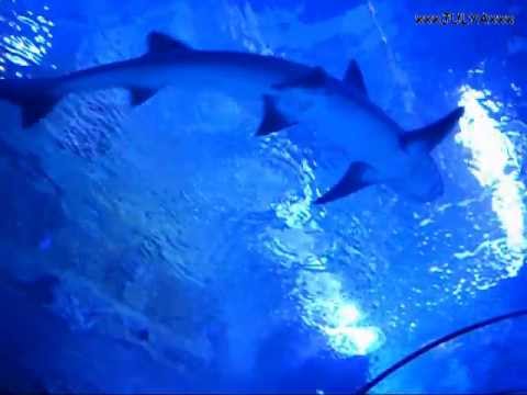 New Antalya Aquarium - Turkey Новый Анталийский аквариум - Турция