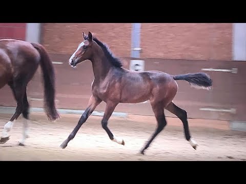 Gorgeous Filly by Zoom (Damline of Don Schufro)