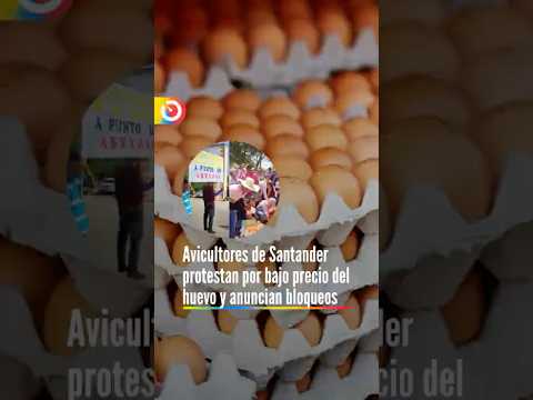 Avicultores de Santander protestan por bajo precio del huevo y anuncian bloqueos. Le contamos