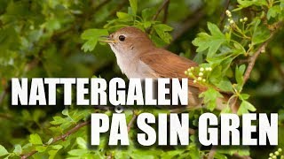 Nattergalen På Sin Gren - Sebastian (Kvintetten Samklang)