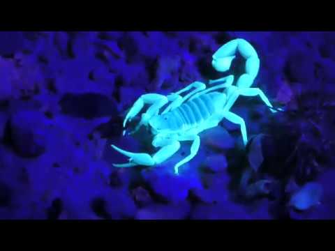 Violeta video