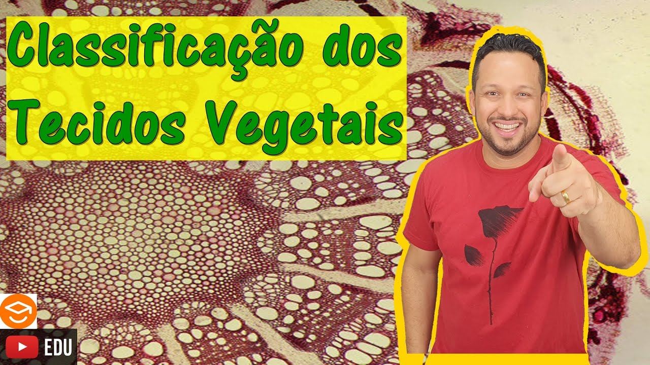 Classificação dos Tecidos Vegetais - Histologia Vegetal - Botânica