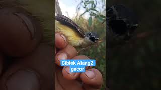 Download lagu ciblek alang alang gacor dor #burung #kicaumania @dilainchanell #merconabs mp3