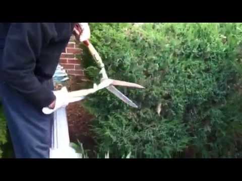 Prune Evergreens to Maintain Shape & Size! #howtoprune #evergreens