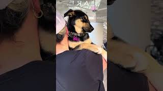 Video preview image #1 Gerberian Shepsky Puppy For Sale in Corona, CA, USA