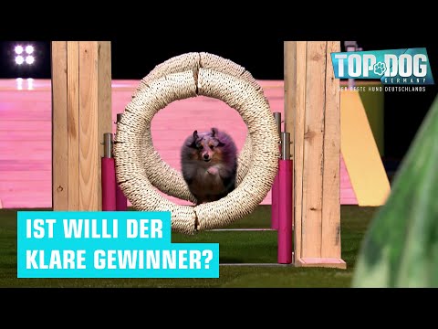 Holen sie sich den Titel ein drittes Mal? 🥹 | Top Dog Germany
