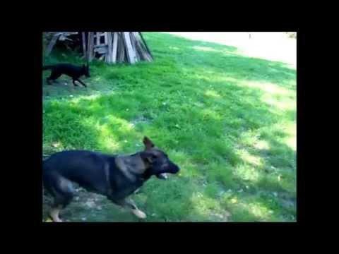 Don Edy Bar Koch protection training