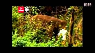 熊天平 I WISH(H264高清)