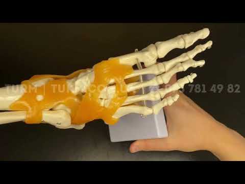 Модель стопы человека 1:1 подвижная - фото 1 - id-p2332446609