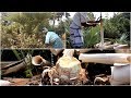 Heart Of Palm Tree Swamp Cabbage Stew My Village Foods