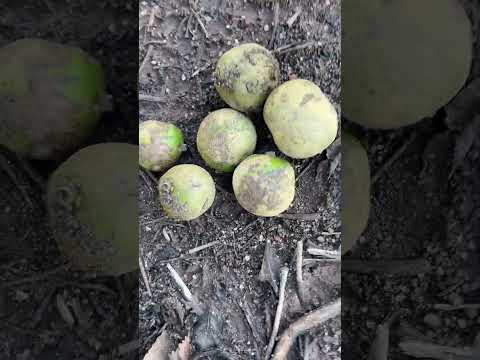 Pequi em Minas Gerais