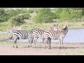 Zebras At The Waterhole Nature S Grand Meeting Place
