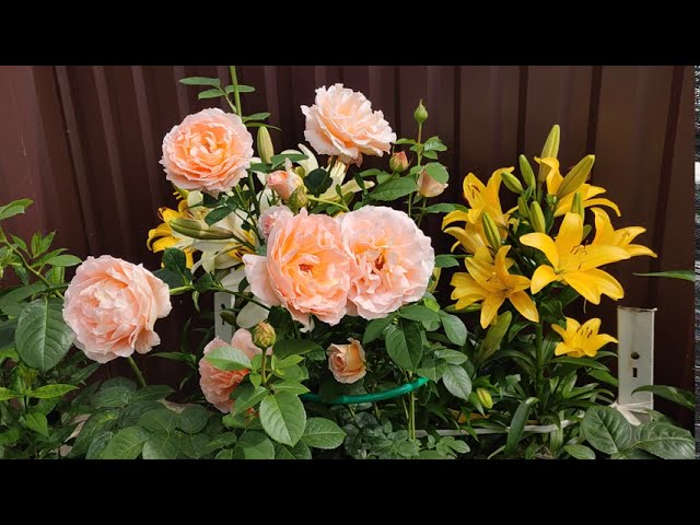 Красивые розы.Плетистая роза Полька(Polka)Мейян