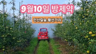 2023년9월10일 사과나무 방제약(황산가리 혼용)