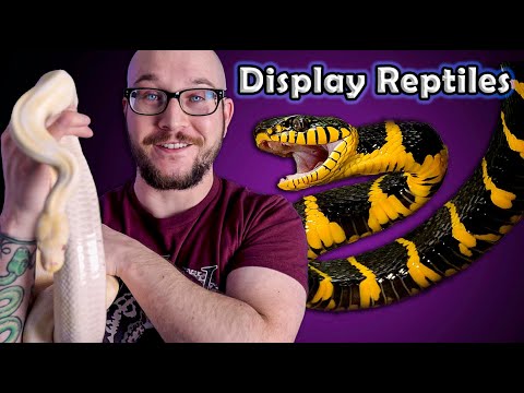 Top 5 Display Reptiles | Look But Don't Touch
