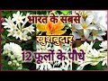 Top 12 Fragrant/ Scented / Aromatic Flower plants of India Top 12 Fragrant/ Scented / Aromatic Flower plants of India