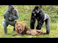 সিংহ ও গরিলার লড়াইয়ে কে জিতবে ?? Gorilla VS Lion Real Fight - Lion