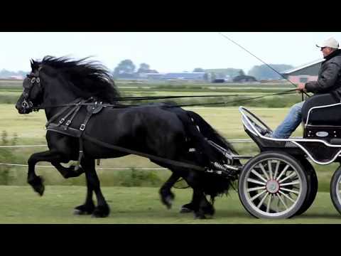 Buying my First Friesian Horse Koning four year old stallion