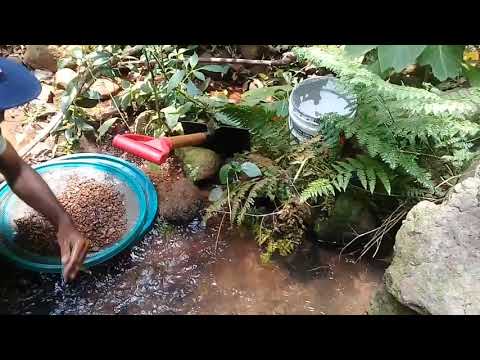 como encontrar ouro e diamante em qualquer rio..em busca do tesouro na selva..#tesouro #selca #ginho