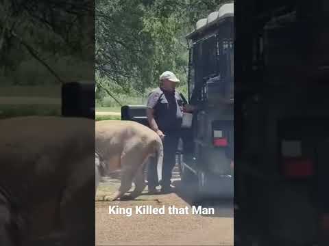 Man was eaten by Lion #shorts #suny