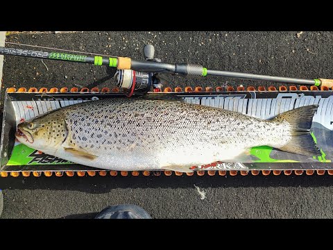 MERITAIMENEN HEITTOKALASTUKSEN ABC | NÄISTÄ PAIKOISTA LÖYDÄT MERITAIMENTA | +65CM TAIMEN